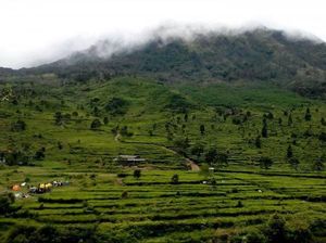 Yang Sejuk di Kendal, Kebun Teh Promasan Medini