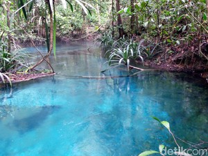 Sungai Biru Ajaib di Raja Ampat yang Airnya Sedingin Es