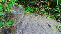 Sungai yang jadi sumber Air Terjun Arawai sangat deras alirannya dan benar-benar masih alami. Sungai ini terletak di dalam hutan, dengan dikelilingi pepohonan (Wahyu/detikTravel)