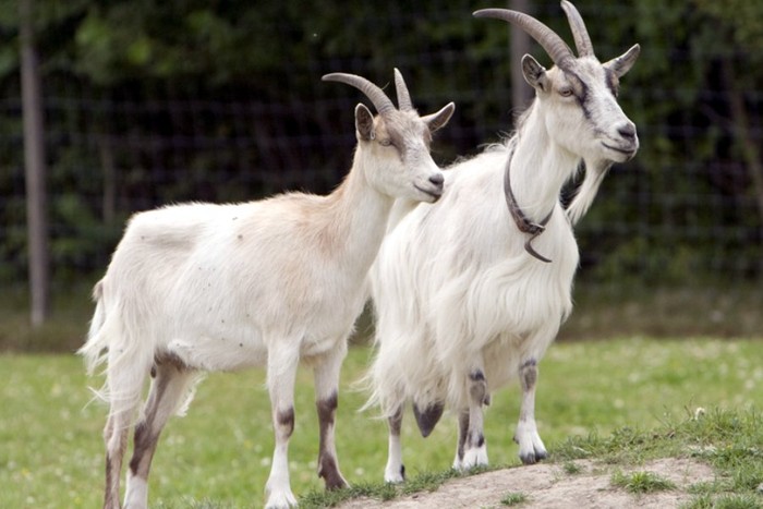 Goats Go.. Inspecting. ILustrasi Kambing deadline kurban