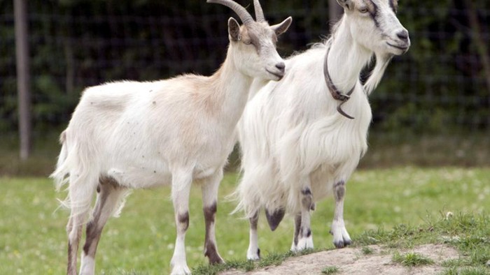 Tindakan Biadab: Pencurian Kambing Kembali Terjadi di Depok, Satu Ekor Ditemukan Disembelih di Kandangnya