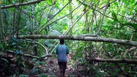 Pemandu kami bernama Marcis Daman menawarkan untuk melihat sungai yang menjadi sumber air terjun ini. Butuh trekking kurang lebih 10 menit masuk ke hutan untuk melihat sungai tersebut (Wahyu/detikTravel)