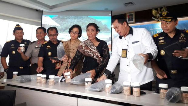 Ini Modus Penyelundupan Benih Lobster yang Digagalkan Duet Maut Susi-Sri