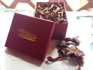Kulat Pelawan, Jamur Langka dari Bangka yang Muncul Karena Sambaran Petir
