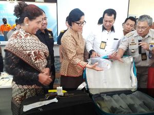 Duet Maut Sri Mulyani-Susi Pudjiastuti Gagalkan Penyelundupan 400.000 Bibit Lobster