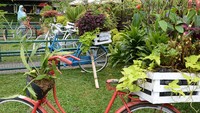 Objek-objek lain juga tak kalah menarik untuk difoto. Bahkan sepeda pembawa tanaman ini jadi foto yang bagus (Ari Saputra/detikTravel)