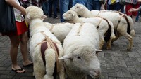 Bagi yang membawa keluarga turut serta, bisa juga main-main ke area Petting Zoo. Di sini anak-anak kecil bisa berinteraksi dengan hewan-hewan jinak yang lucu dan menggemaskan seperti domba, dan masih banyak yang lainnya (Ari Saputra/detikTravel)