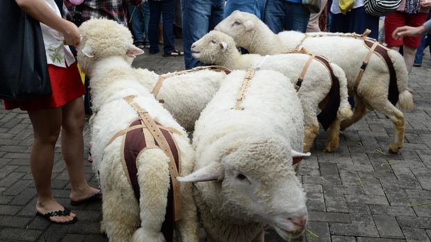 Domba di area Petting Zoo (Ari Saputra/detikTravel)
