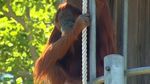 Kenalan Dengan Orangutan Tertua di Dunia