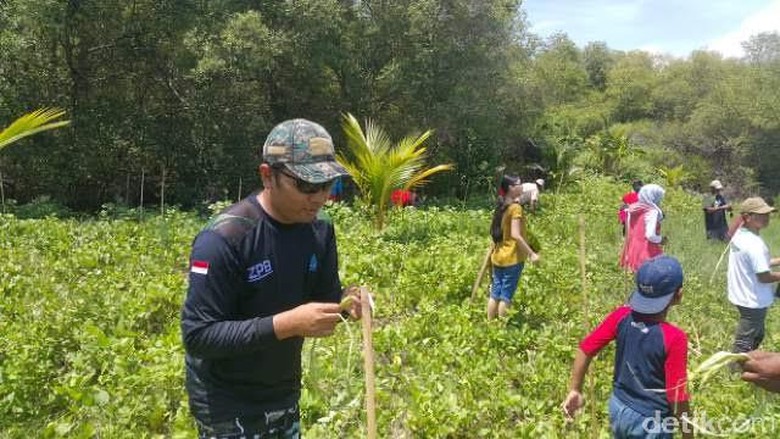 Kaum Muda di Banyuwangi Tanam Cemara Udang Peringati 