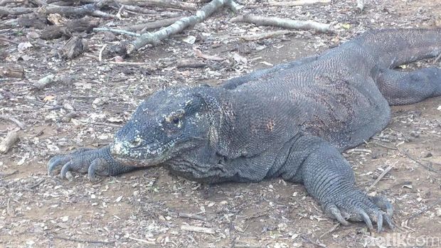Seekor komodo difoto close up (Afif/detikTravel)