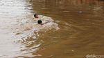 Anak-anak Berenang di Sungai Ciliwung