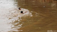 Dua anak tampak beradu kecepatan renang.