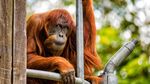 Kenalan Dengan Orangutan Tertua di Dunia