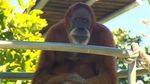 Kenalan Dengan Orangutan Tertua di Dunia