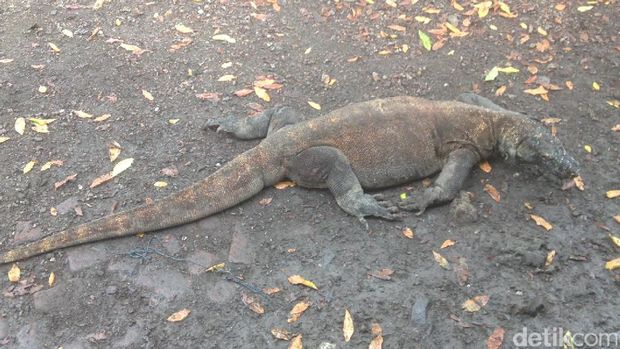 Komodo yang hidup di Pulau Komodo dan Pulau Rinca