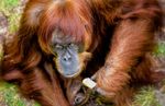 Kenalan Dengan Orangutan Tertua di Dunia