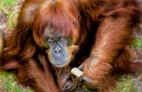 Seekor orangutan betina bernama Puan yang berasal dari Kebun Binatang Perth, Australia, merayakan hari jadinya yang ke-60 pada 27 Oktober kemarin. Perth Zoo/Alex Asbury/Handout via REUTERS.