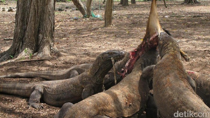Kesempatan langka melihat feed komodo diberi makan kambing