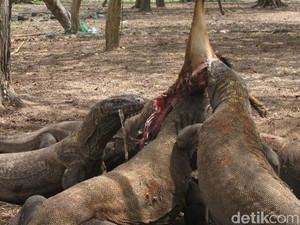 Kesempatan Foto Langka: Lihat Komodo Makan dengan Brutal!