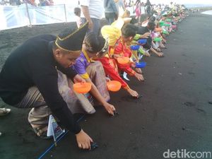 Ratusan Relawan Berpakaian Adat Lepas Tukik di Pantai Boom