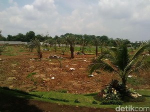 Bukan Tabebuya, Anggota DPRD DKI Ini Usul Cikini Ditanami Pohon Kurma