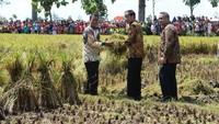 Presiden Joko Widodo didampingi Menteri Pertanian Amran Sulaiman dan Menteri Desa, PDT dan Transmigrasi Eko Sandjojo mengikuti panen raya padi varietas unggul Jajar Legowo Super di Desa Trayu, Kecamatan Banyudono, Kabupaten Boyolali, Jawa Tengah, Sabtu (29/10/2016). Wening/Kemdes PDT.