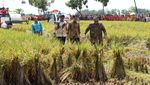 Jokowi Panen Raya di Boyolali