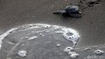 Pelepasan Bayi Penyu di Pantai Boom, Banyuwangi