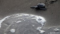Seekor bayi penyu siap ke laut lepas.