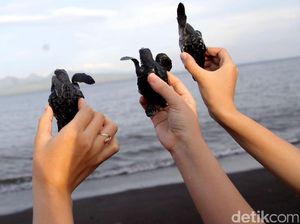 Pelepasan Bayi Penyu di Pantai Boom, Banyuwangi