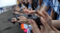 Ada 245 ekor tukik yang dilepaskan.