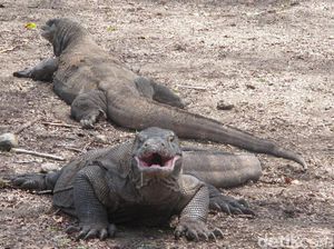 Dispensasi Rp 3,75 Juta Selama 144 Hari buat Turis di Komodo