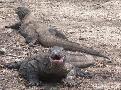 Dispensasi Rp 3,75 Juta Selama 144 Hari buat Turis di Komodo