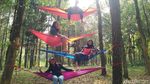 Yang Lagi Hits di Jawa Timur, Hutan Pinus Banyuwangi
