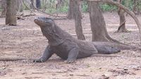 Kata Luhut Komodo Panjangnya 3 Meter, Benarkah?