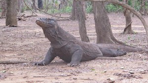Taman Nasional Komodo Tutup?