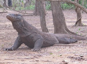 Polemik Tiket Masuk USD 500, Ini Kata Kepala Balai Taman Nasional Komodo