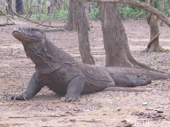 Taman Nasional Komodo Tutup?