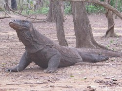 Taman Nasional Komodo Tutup? Taman Nasional Komodo Tutup?
