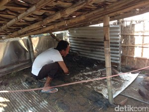 Ratusan Bebek di Lamongan Mati Mendadak dalam 10 Hari