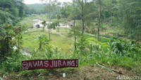 Mulanya kawasan itu hanyalah hamparan hutan yang ditumbuhi pohon-pohon pinus. Kemudian ide wisata itu mulai dicetuskan dan dikerjakan bersama oleh masyarakat di sekitar (Kartika/detikTravel)
