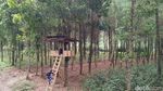 Yang Lagi Hits di Jawa Timur, Hutan Pinus Banyuwangi