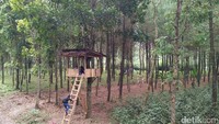 Alas Pinus itu kemudian dipercantik dengan beberapa rumah pohon dan spot untuk duduk hingga menginap dengan tenda (Kartika/detikTravel)