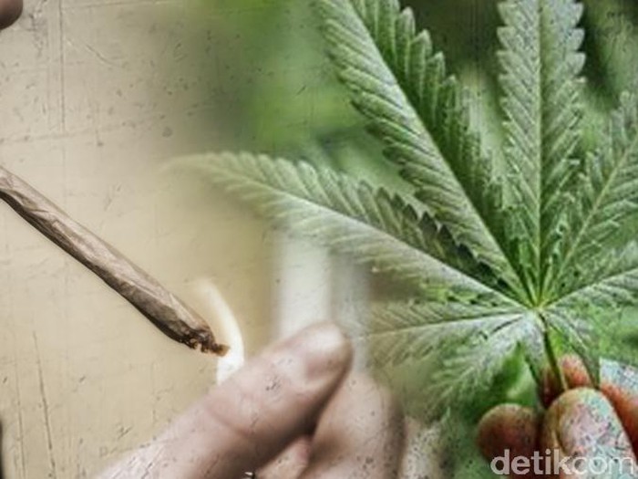 Ilustrasi narkoba, sabu putau ganja