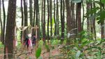 Yang Lagi Hits di Jawa Timur, Hutan Pinus Banyuwangi