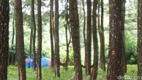 Kabupaten Banyuwangi, Jawa Timur punya taman wisata berlatar hutan pinus yang bisa Traveler kunjungi untuk menghabiskan sore. Tempat wisata itu diberi nama Alas Pinus, berada di Songgon, Kabupaten Banyuwangi (Kartika/detikTravel)