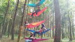 Yang Lagi Hits di Jawa Timur, Hutan Pinus Banyuwangi