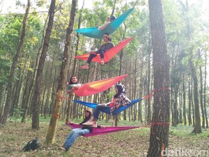 Mumpung Belum Viral, Ayo ke Hutan Pinus Banyuwangi