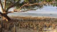 Ada beberapa spot menarik di pantai ini. Salah satunya yaitu pohon Mangrove ini. Pohon mangrove ini siap menyambut traveler yang liburan ke Pantai Bangko Bangko dan bisa jadi objek foto yang menarik lho (Masaul/detikTravel)
